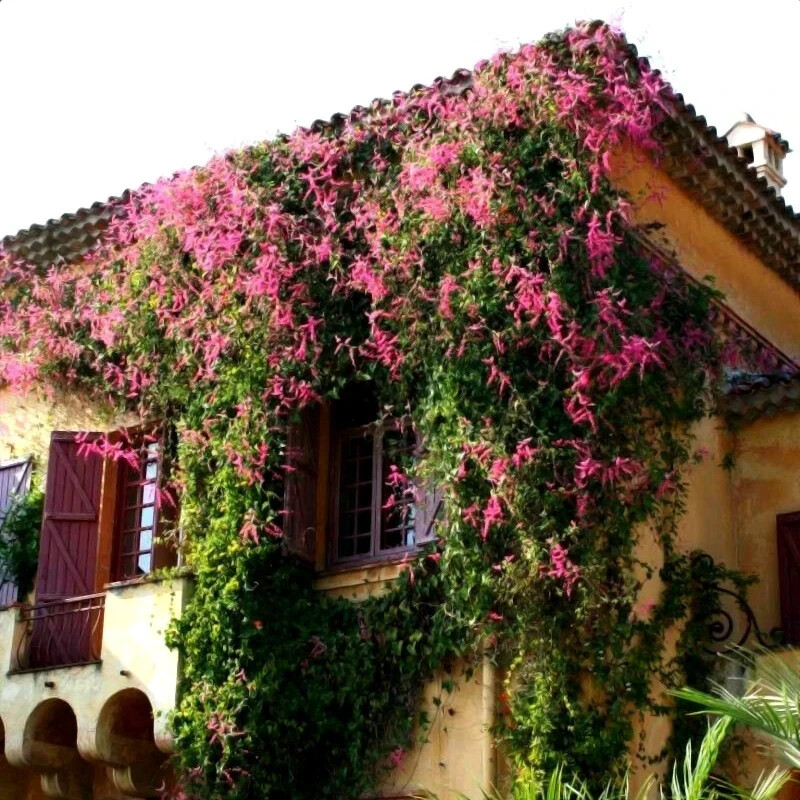 CORAL VINE SEEDS (Antigonon Leptopus) Mexican Creeper Chain of Love Pink Flower