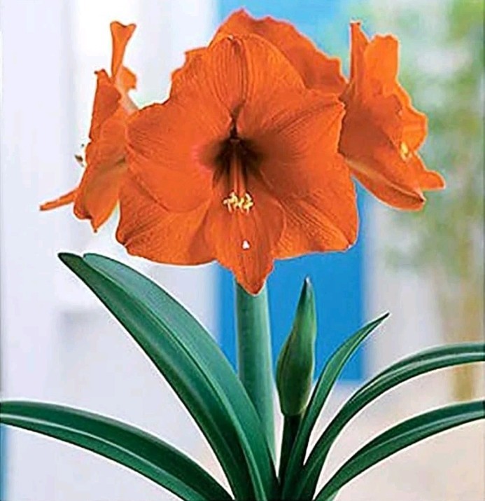 1 Orange Amaryllis Bulb – Live Plant. Well Rooted Potted Plant.