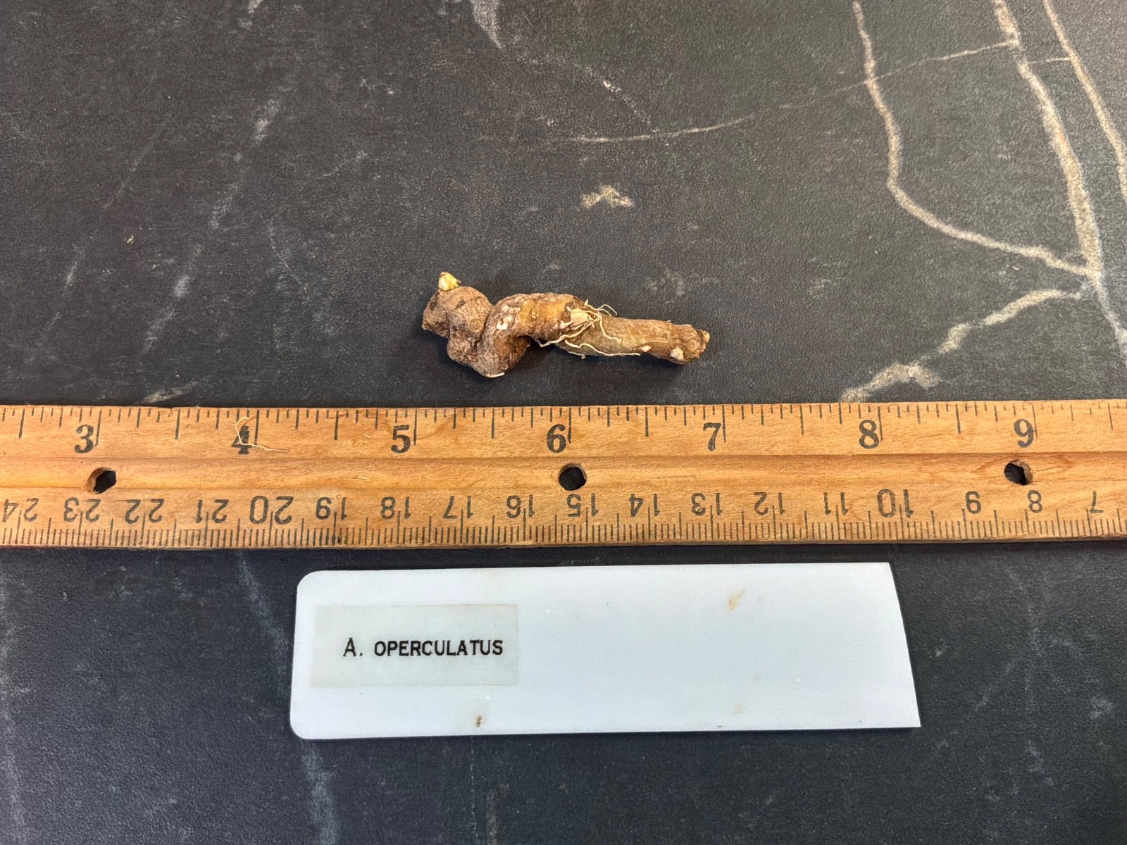 Amorphophallus operculatus Gothic rare aroid exotic plant flower bulb tropical