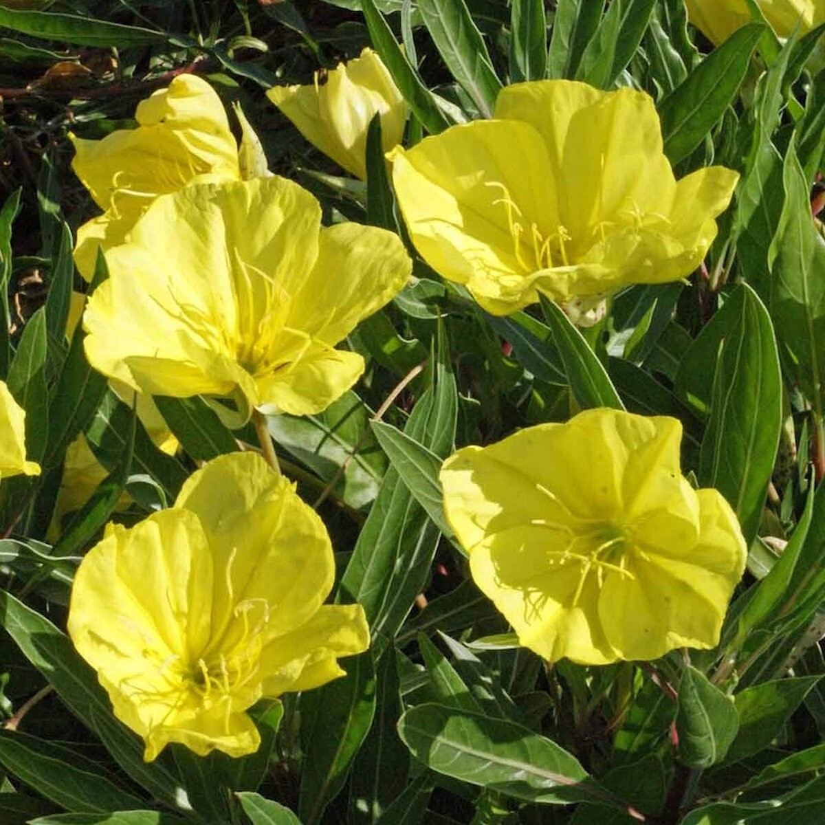 400 Missouri Evening Primrose Wildflower Seeds – Everwilde Farms Mylar Packet