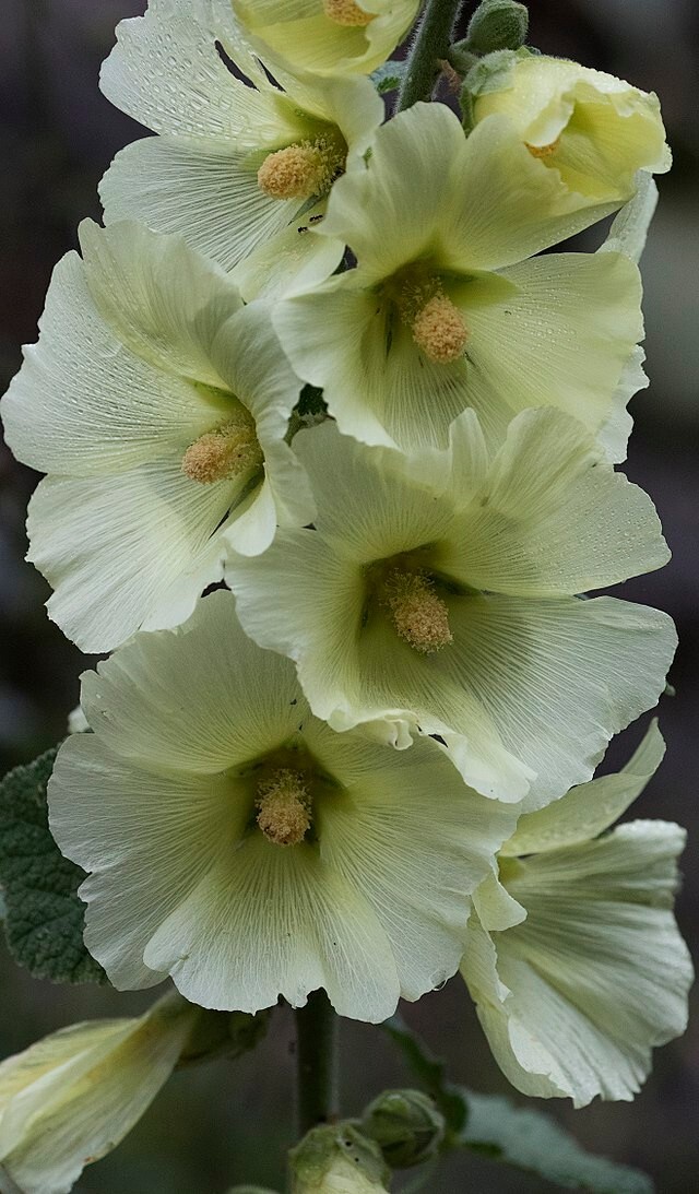 GIANT HOLLYHOCK MIXED COLORS 50 SEEDS, HARDY PERENNIAL, EZ TO GROW, USA SELLER