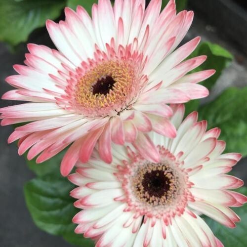 200+ White & Pink Gerbera Daisy Seeds for Garden Planting – USA – FAST SHIPPING!
