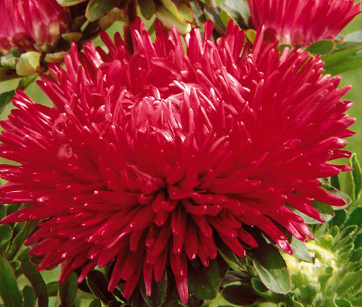 ASTER GREMLIN DOUBLE RED Callistephus Chinensis – 100 Bulk Seeds