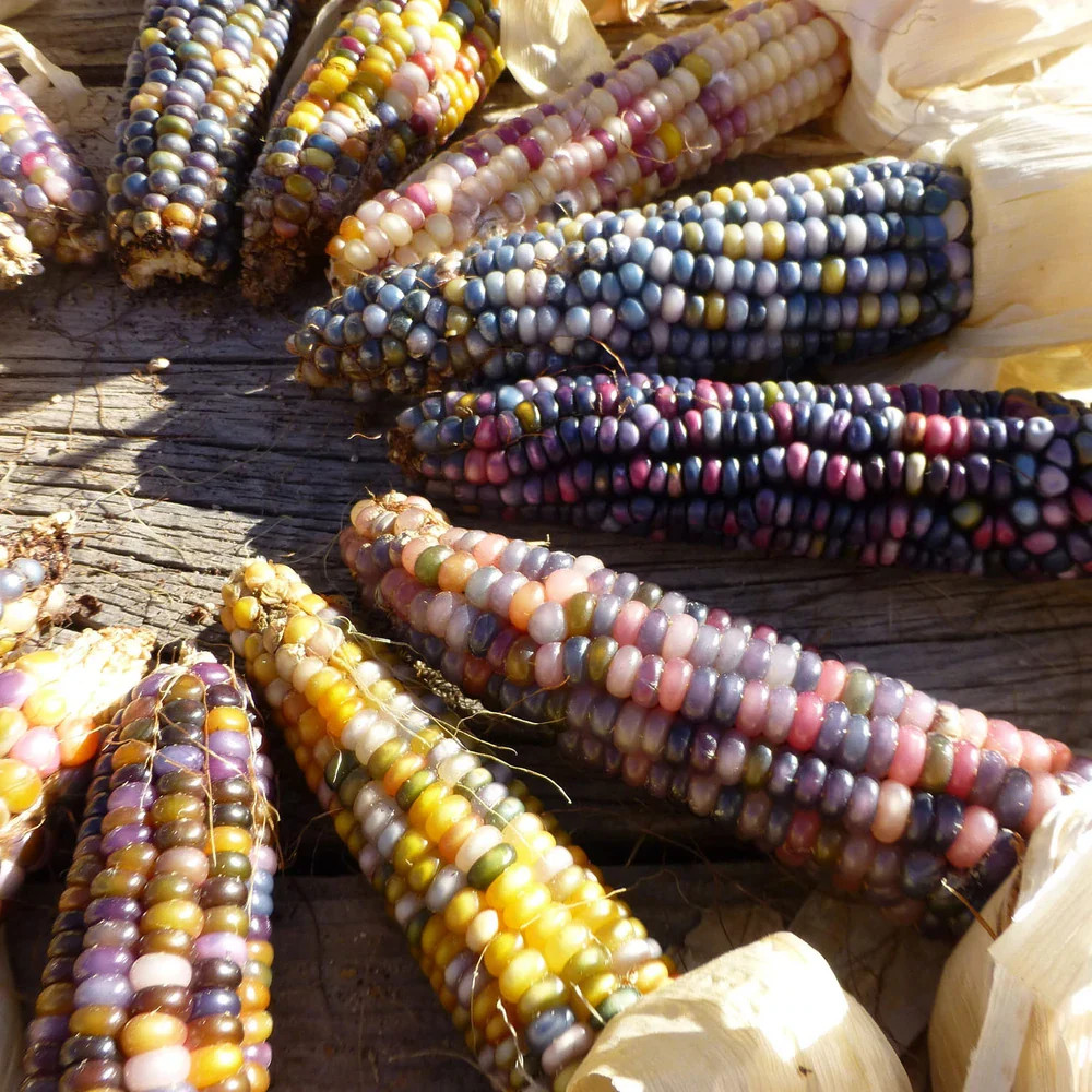 Glass Gem Ornamental Corn Seeds ORGANIC | Rainbow Color Flint Popcorn Seed 2023