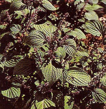 Perilla (Shiso) Green 2,000 seeds