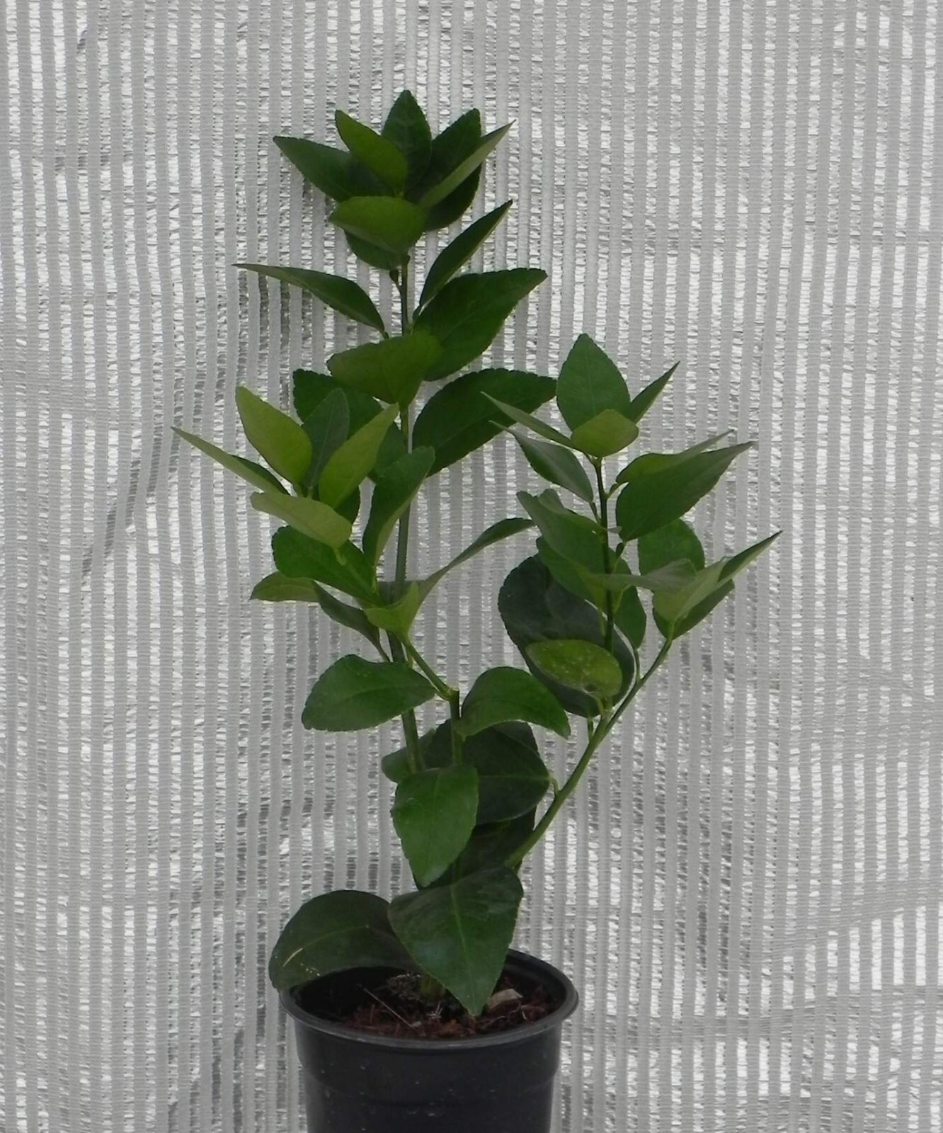 Florida only!! Persian (Tahiti) Lime – Rooted Cutting/Bush, 12-15 inches tall