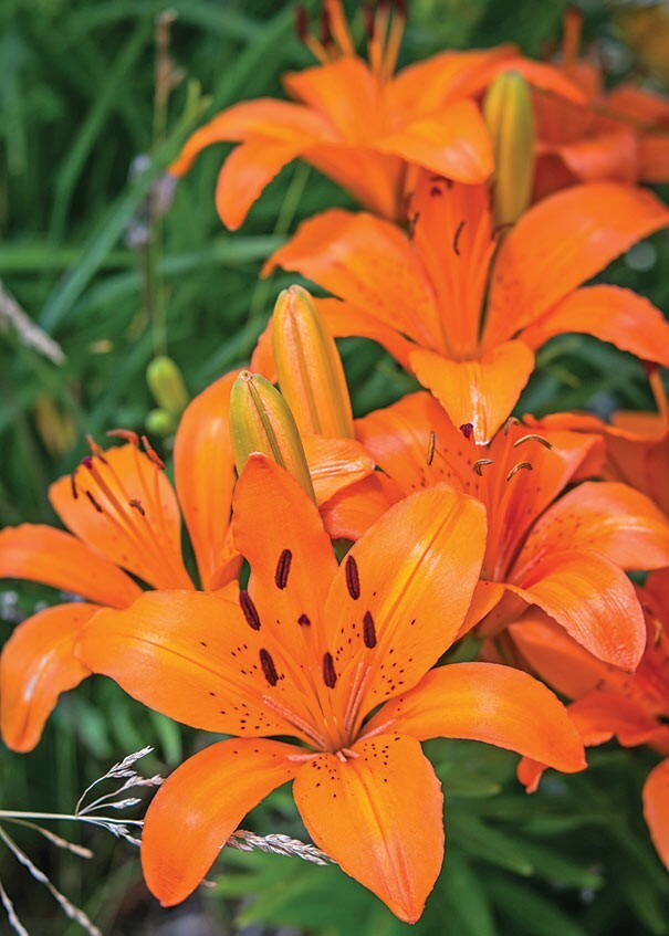 2 – ORANGE ASIATIC LILY Live Flower Bulbs * ATTRACTS BUTTERFLIES