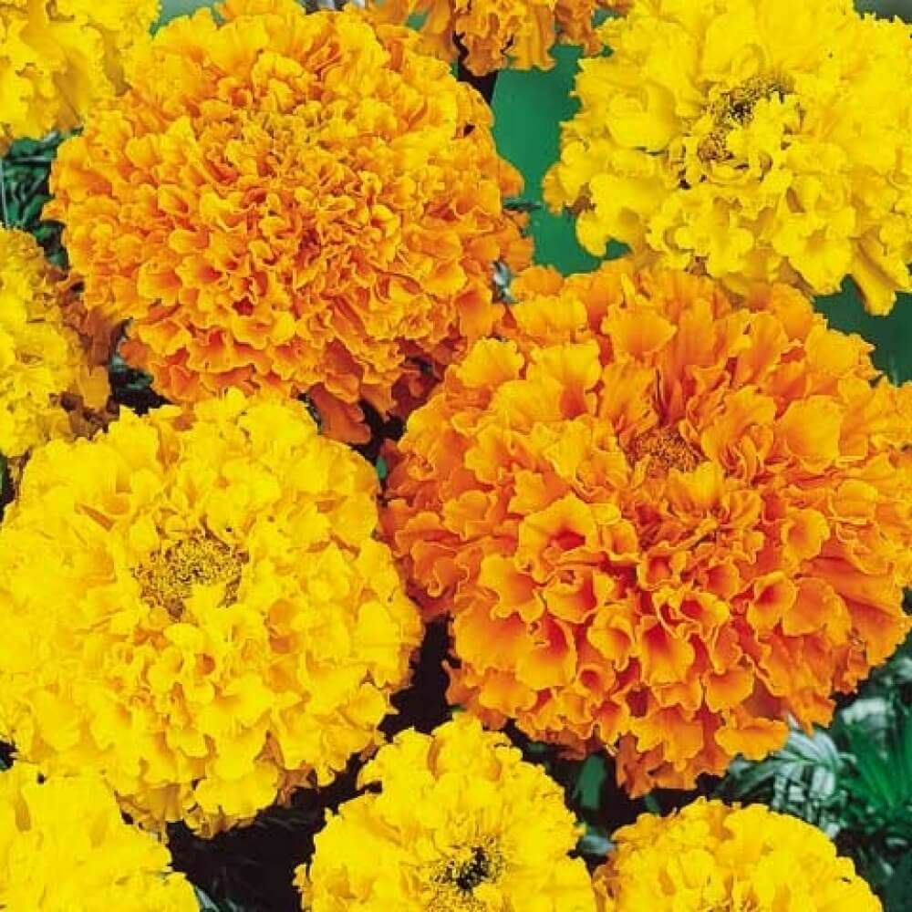 300+ Marigold, African “Crackerjack Mix” Seeds 24-30 Inches US SELLER NON-GMO