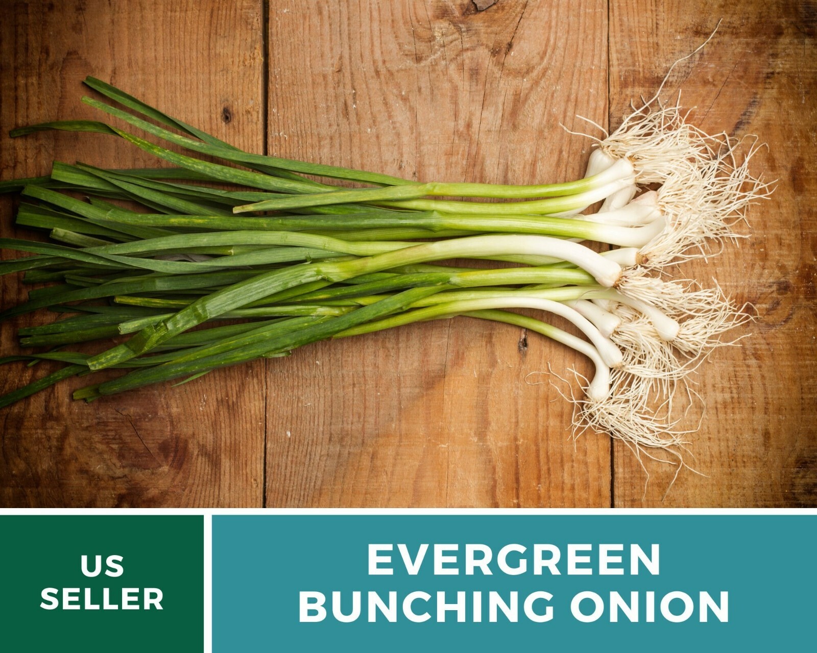 Onion, Evergreen Bunching Scallions – Heirloom Seeds – Heirloom – Non GMO