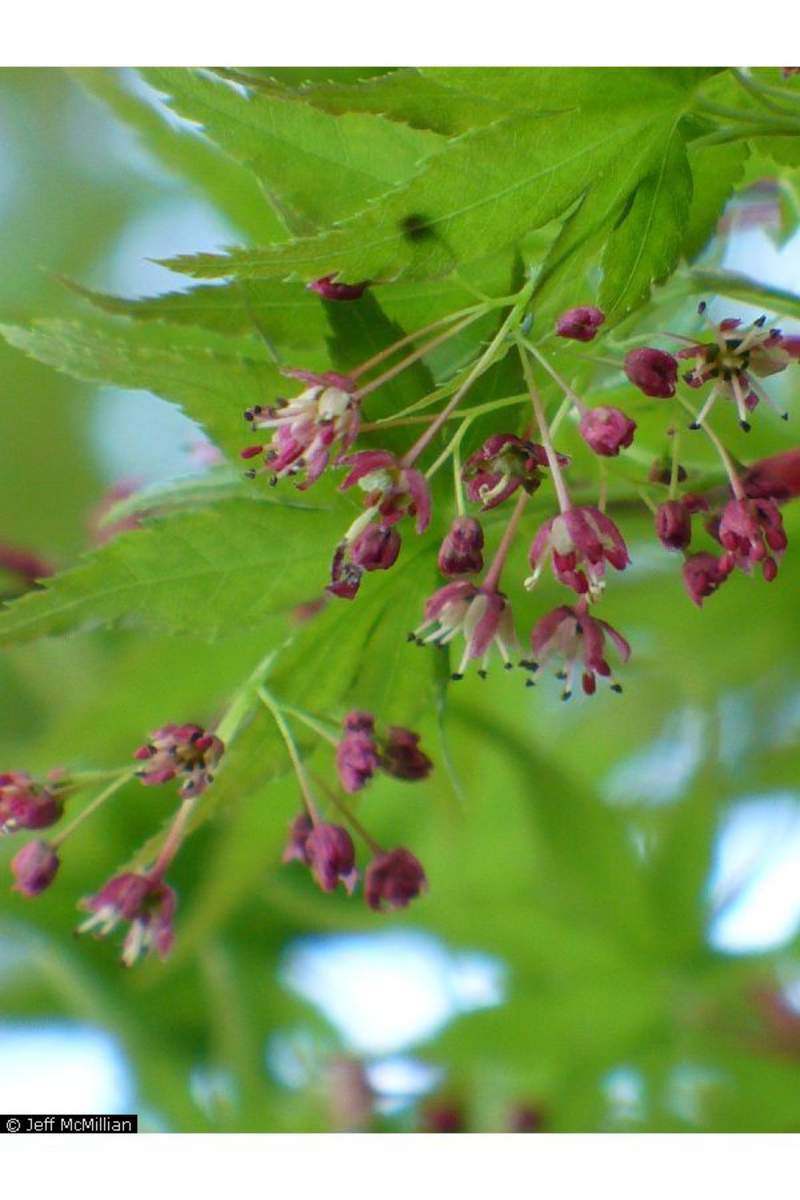 1-1000 PCS Japanese Maple Tree Seeds Small Acer Palmatum Autumn Flower Red 0181