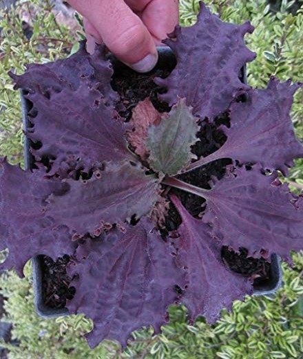 Plantain ‘Purple Perversion’ ~ Plantago major ~ Fringed, Rich Maroon Leaves
