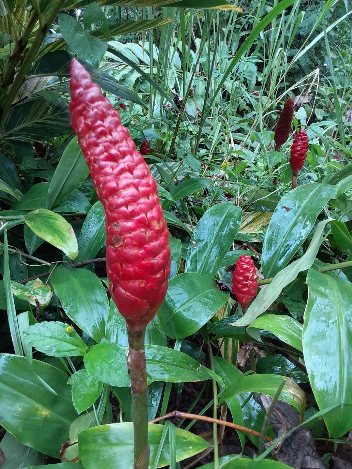 10 Shampoo Ginger Rhizomes, Zingiber Zerumbet, Awapuhi Plant, Free shipping!