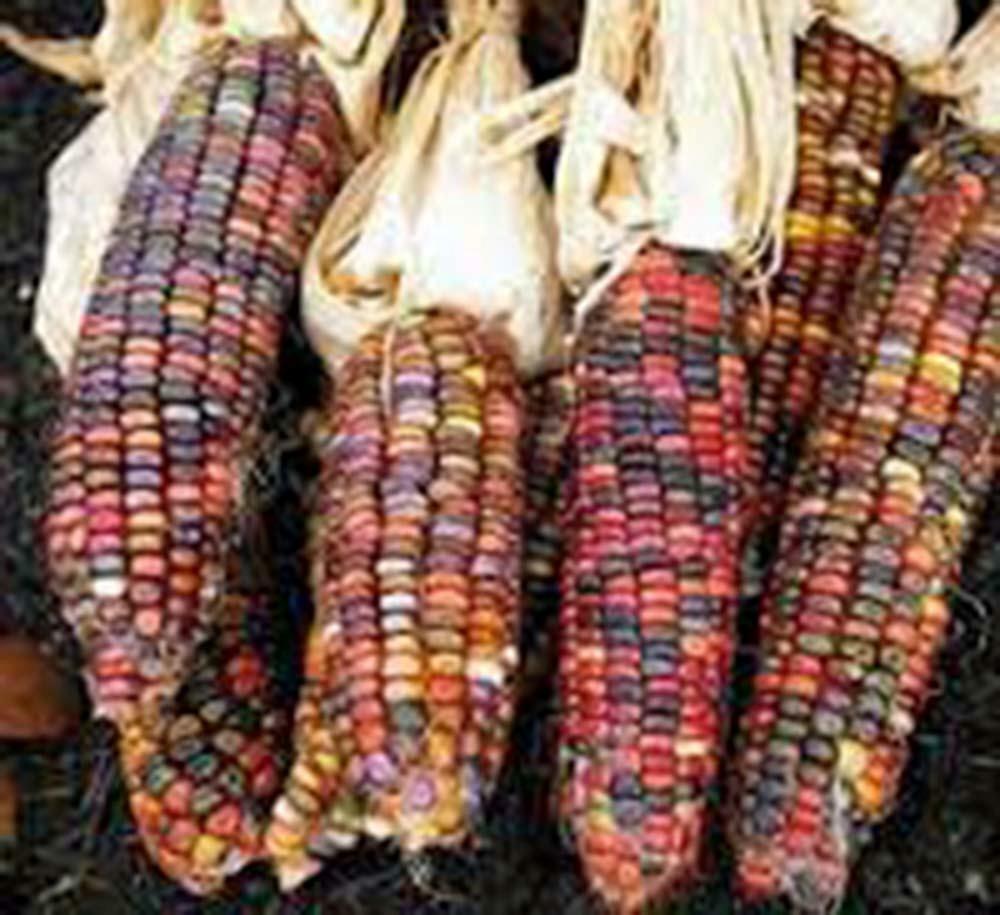 CORN SEED, RAINBOW,ORNAMENTAL, INDIAN, HEIRLOOM, 100+ SEEDS, MULTICOLOR
