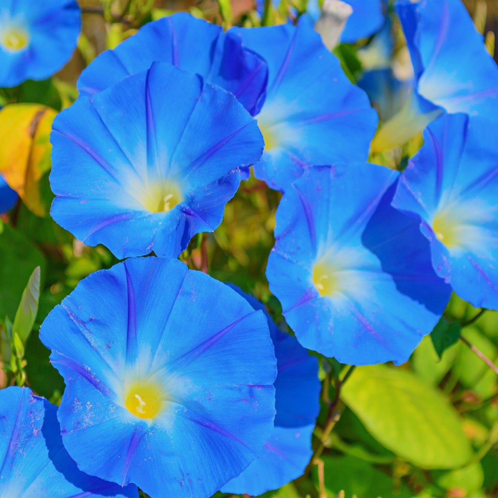 UNTREATED Morning Glory Seeds Heavenly Blue Flower Ipomoea fresh BULK seeds 1oz