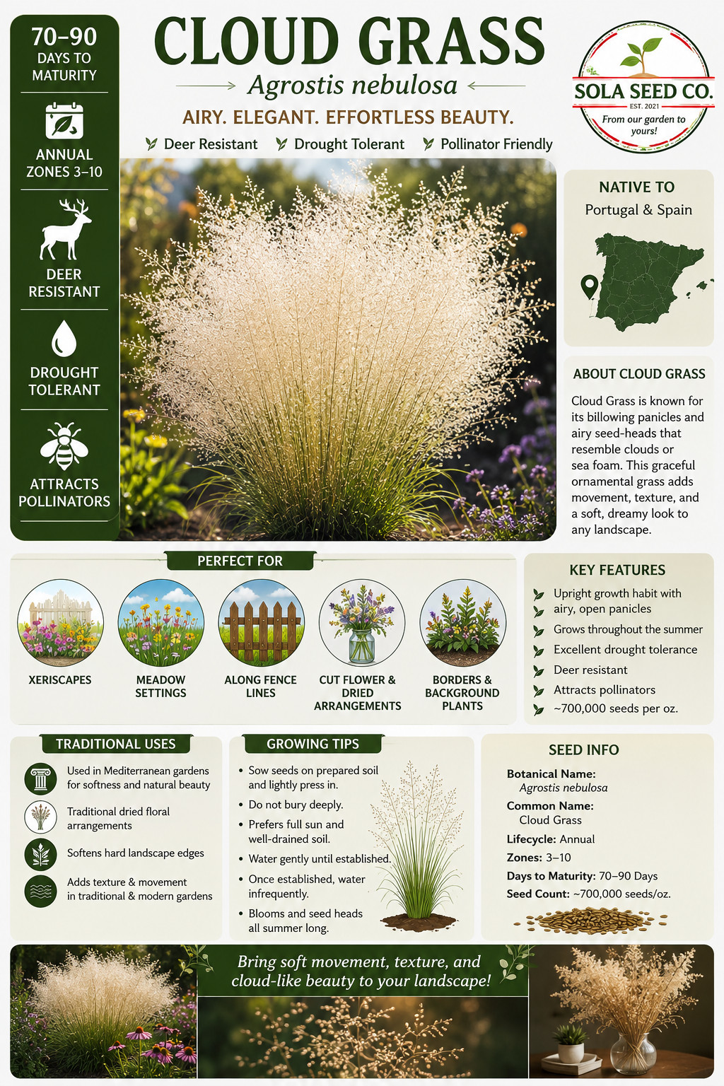 1000 CLOUD GRASS Agrostis Nebulosa White Flower Tan Ornamental Grass Seeds USA