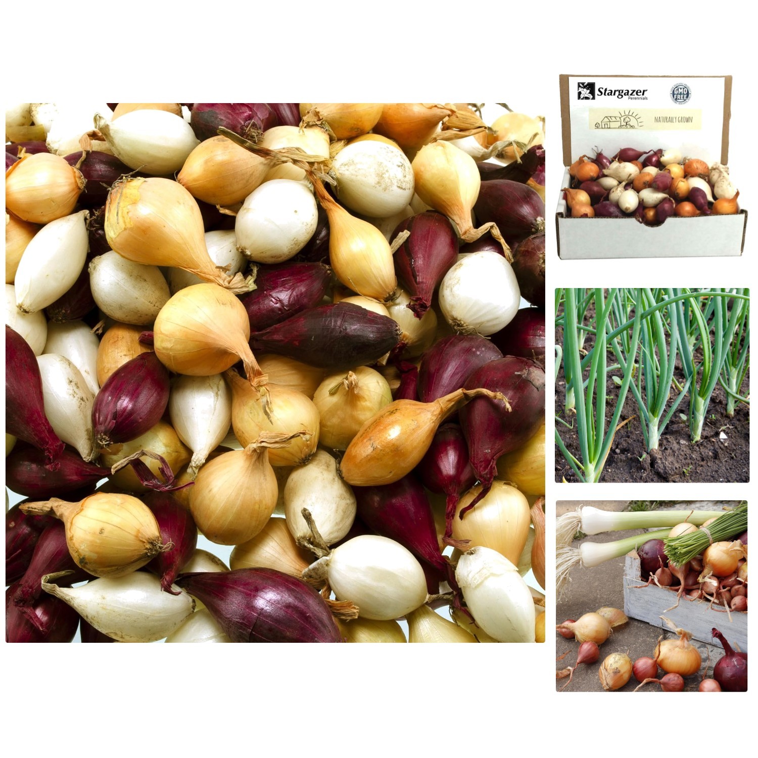High Germination 50+ Count Mixed Onion Set – Red, Yellow & White Varieties