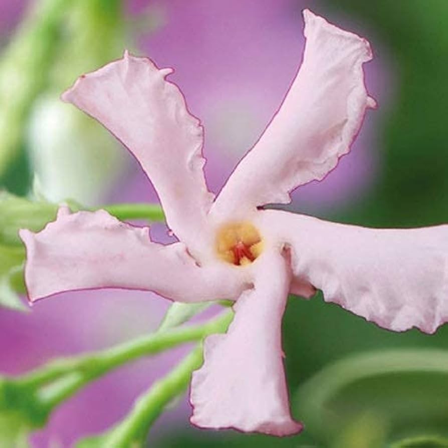 100 Star Jasmine Seeds Climbing Vine Fragrant Flower Cold Hardy Garden Planting