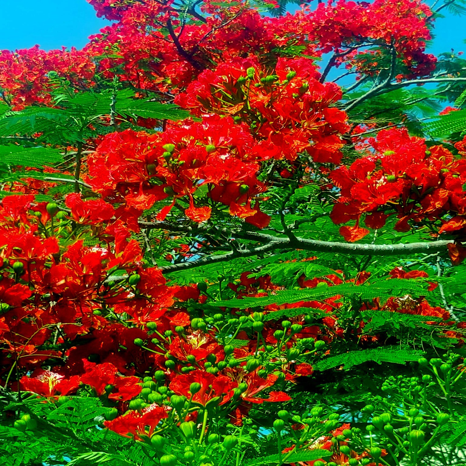 ROYAL POINCIANA RED FLAME TREE SEEDS Delonix Regia Tropical Flamboyant Flower
