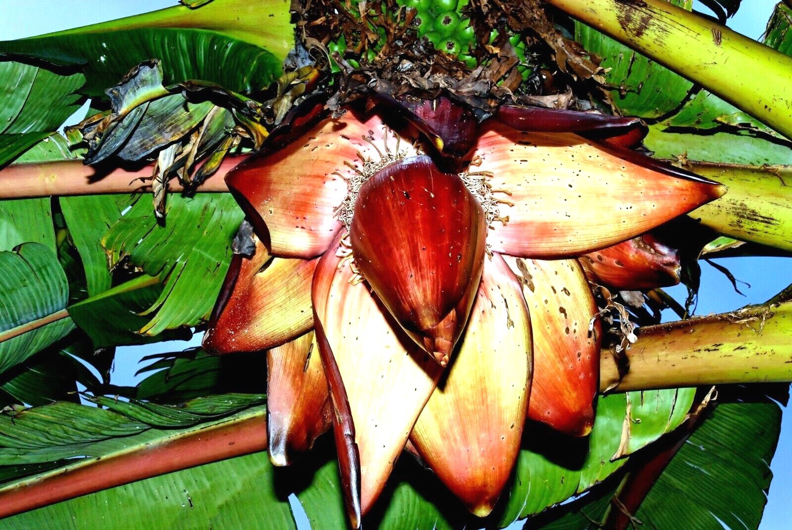 5 Red Abyssinian (Musa Ensete ventricosum) False Banana Plant Tree Seeds RARE