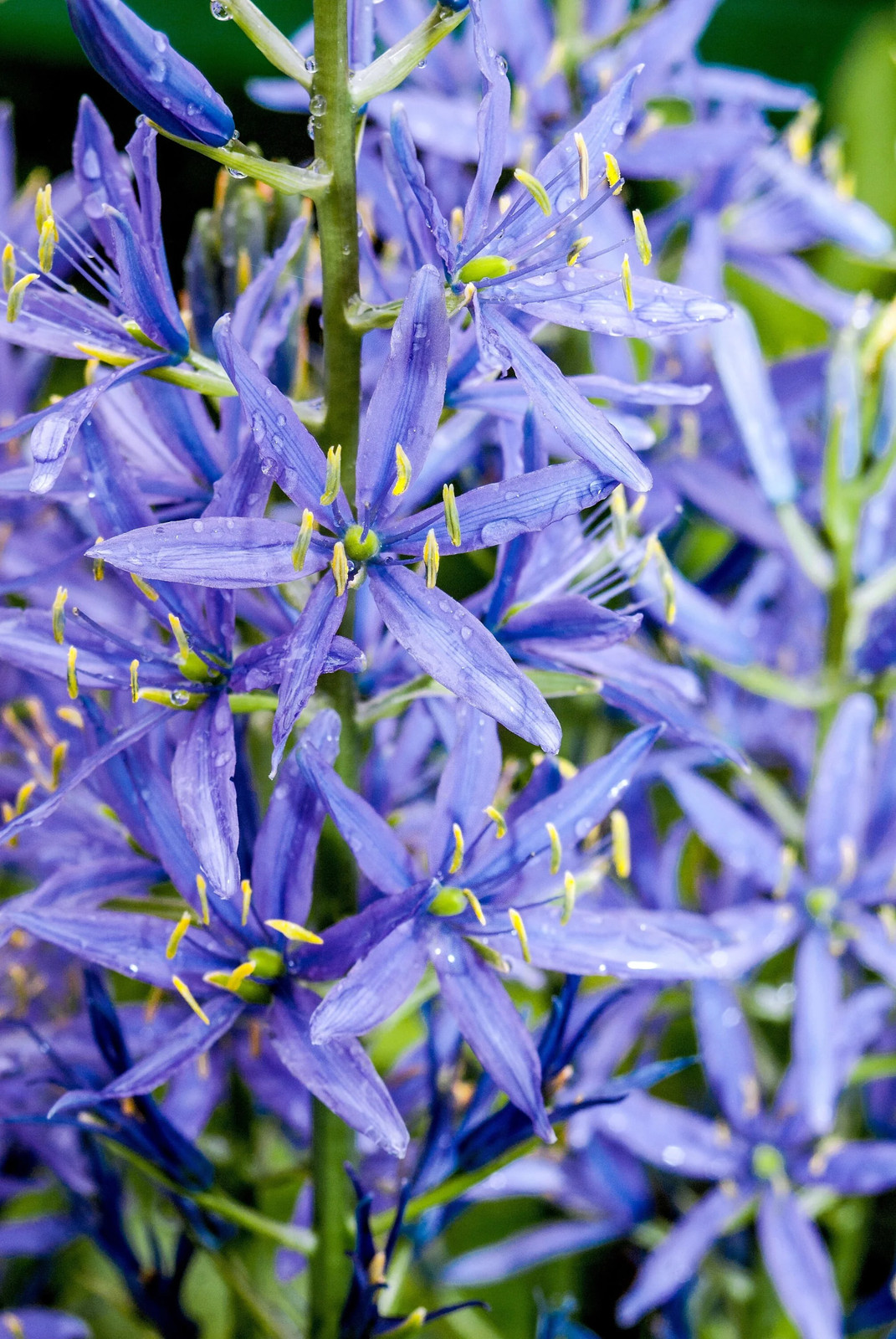 20 Blue LARGE CAMAS Camassia Leichtlinii Quamasia Great Camass Flower Seeds