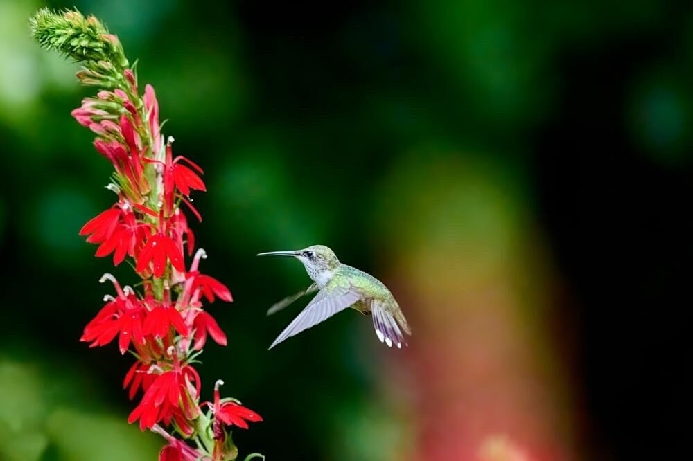 100 Cardinal Flower Seeds for Planting – Lobelia cardinalis – Stunning Red Bloom