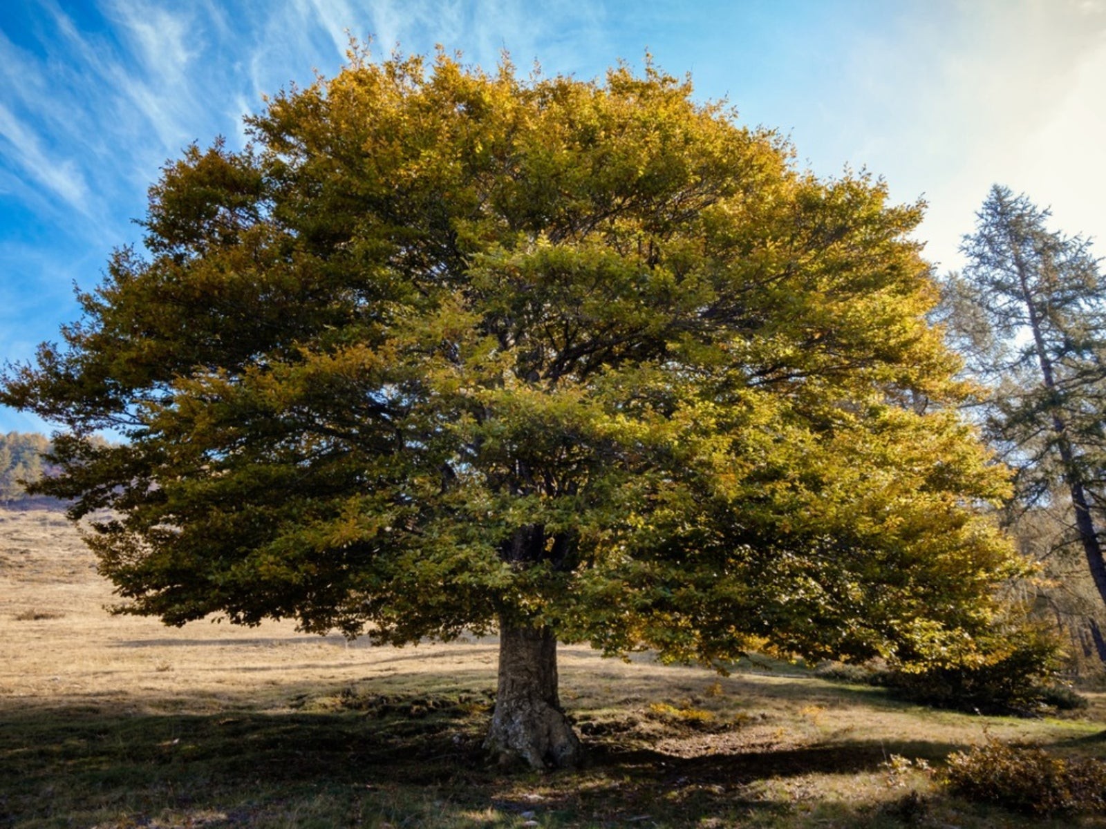 1 American Elm Tree 12-24″ Ulmus americana Bare Root