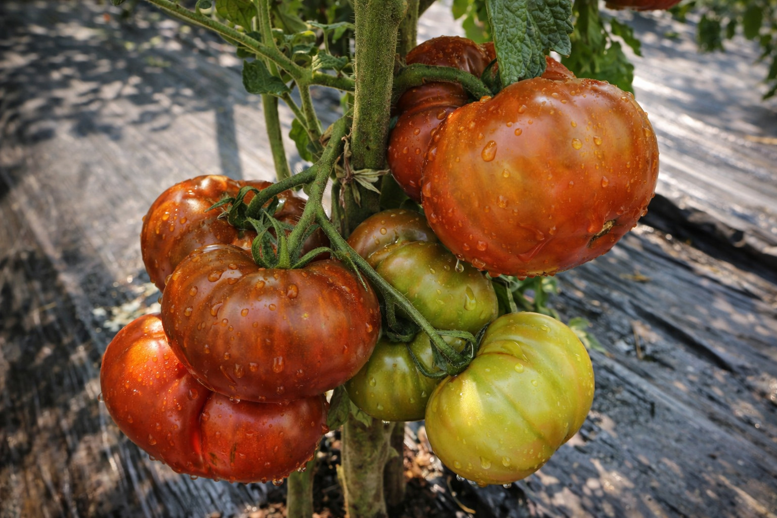10 Rare Sleeping Lady Dwarf Tomato Seeds , Chocolate Color, Free Shipping USA