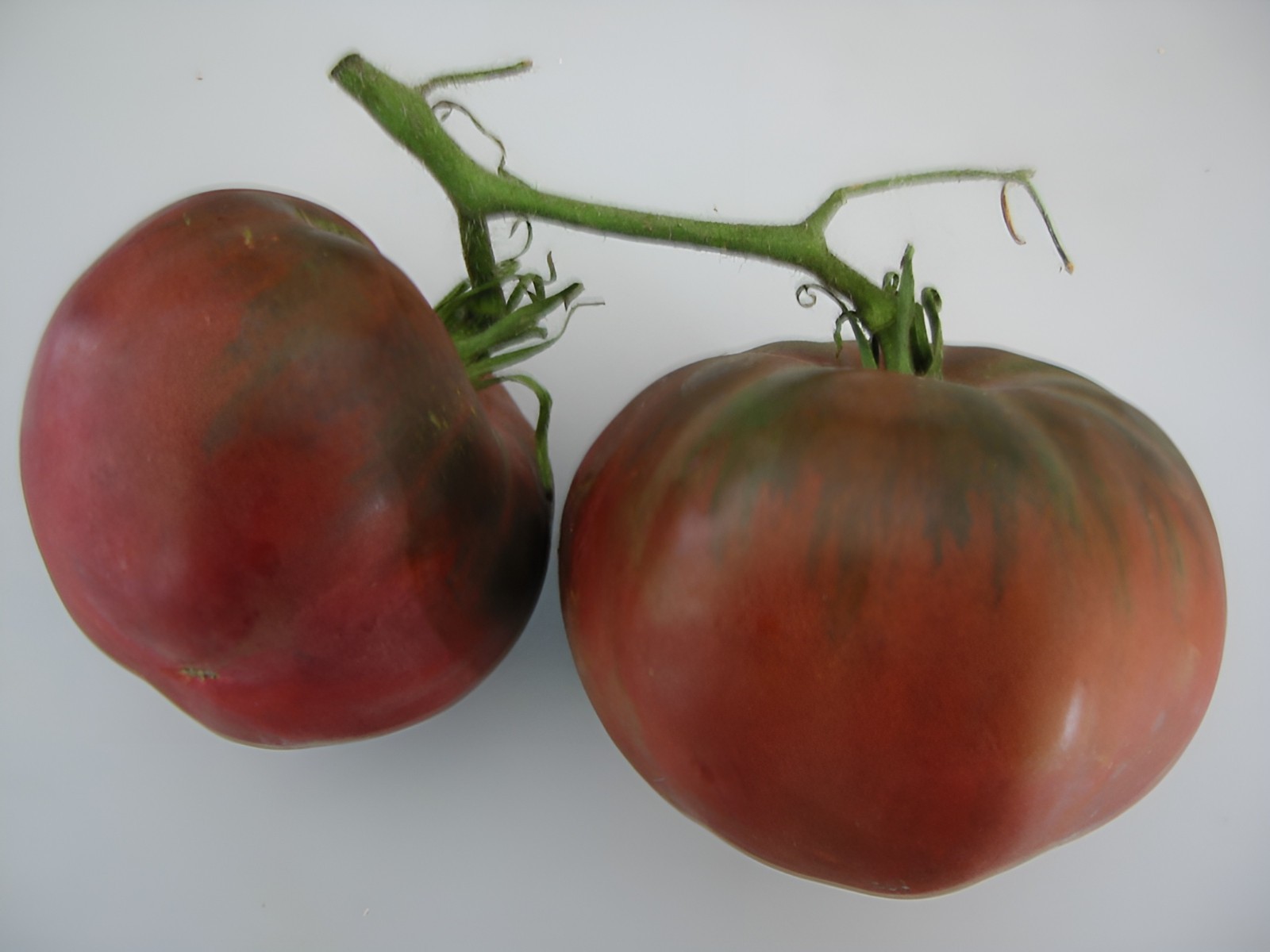 100 Heirloom Black From Tula Tomato Seeds 16oz Sweet Rich Smokey Indeterminate