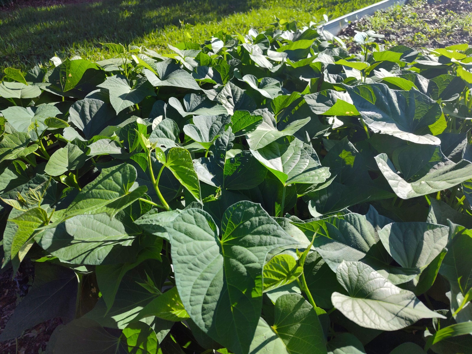 Stokes Rooted Purple Sweet Potato Slips 3 Pieces Fresh From Florida Organic