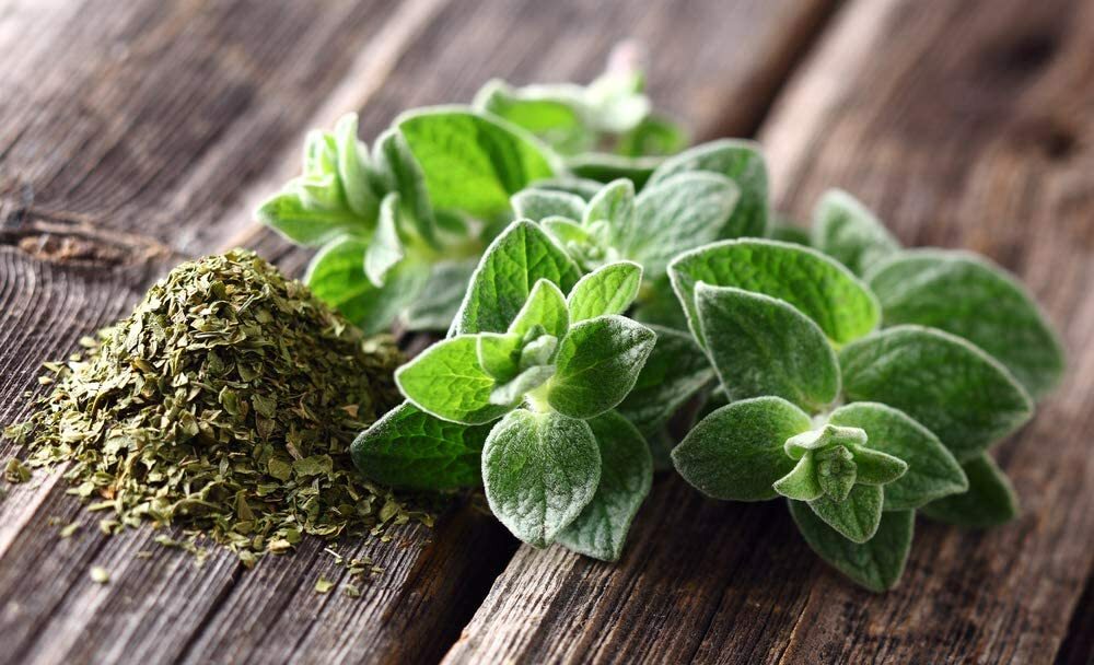 150 Oregano Seeds to Grow Prized Herb for Cooking