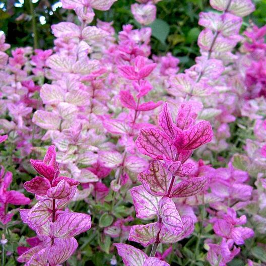 Clary Sage PINK SUNDAE Salvia Birds Butterflies Pollinators Non-GMO 200 Seeds