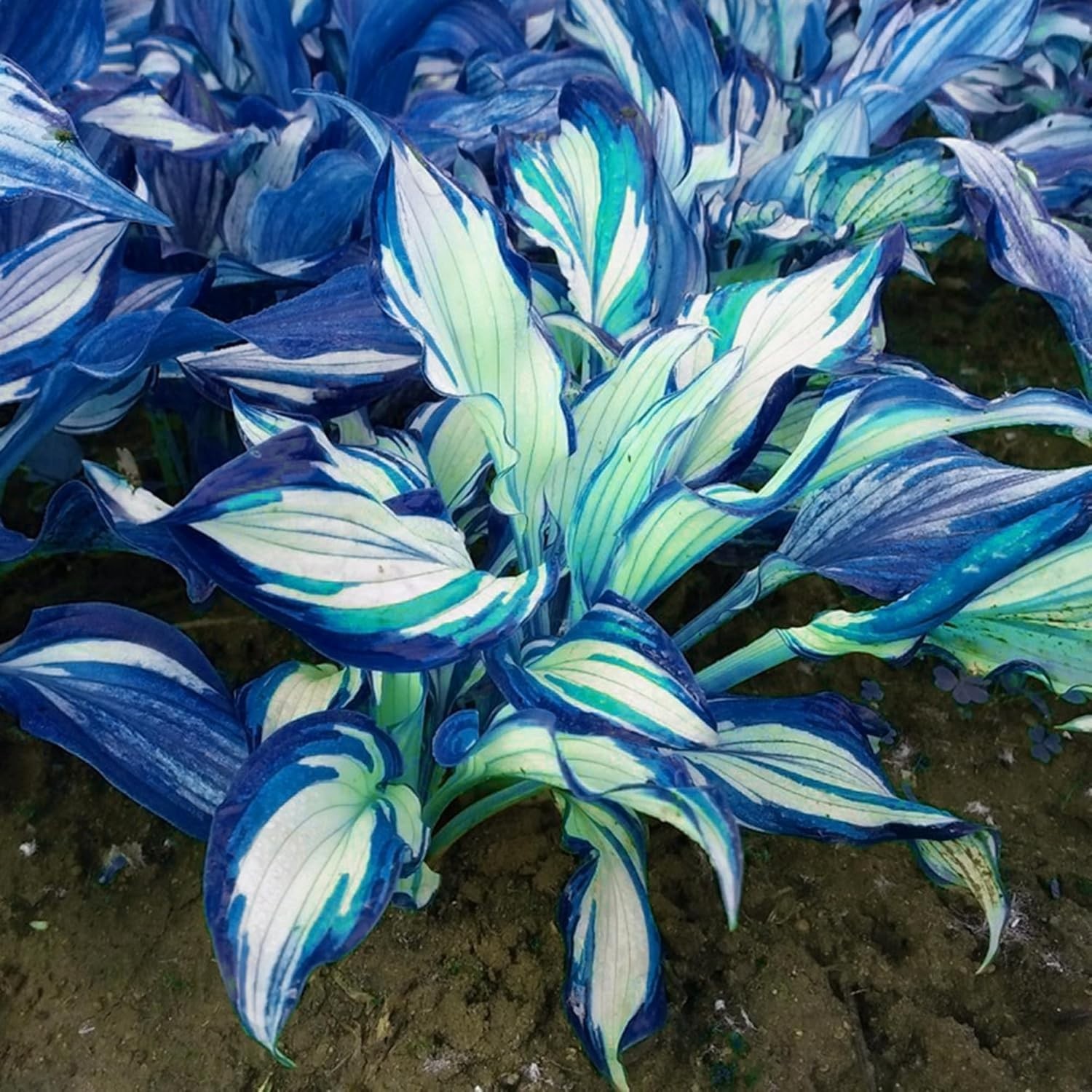 Hosta Seeds for Planting, 290+pcs Rare Perennial Hosta Flower Seeds