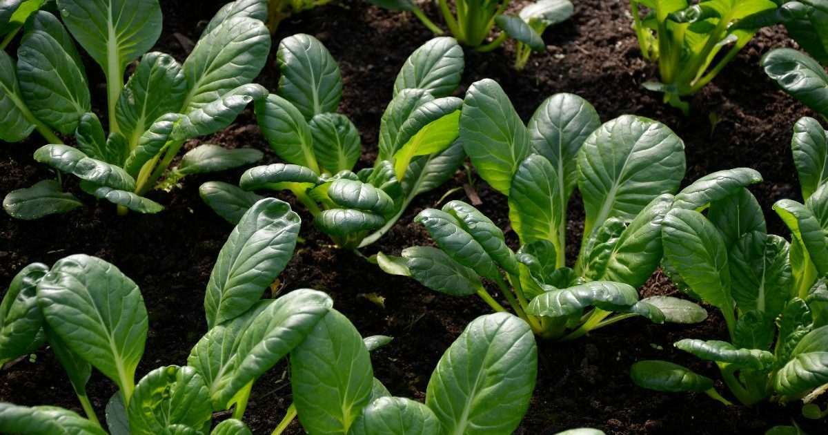 Tatsoi Chinese Cabbage Seeds, Tat Soi, NON-GMO, Stir Fry Cabbage, FREE SHIP