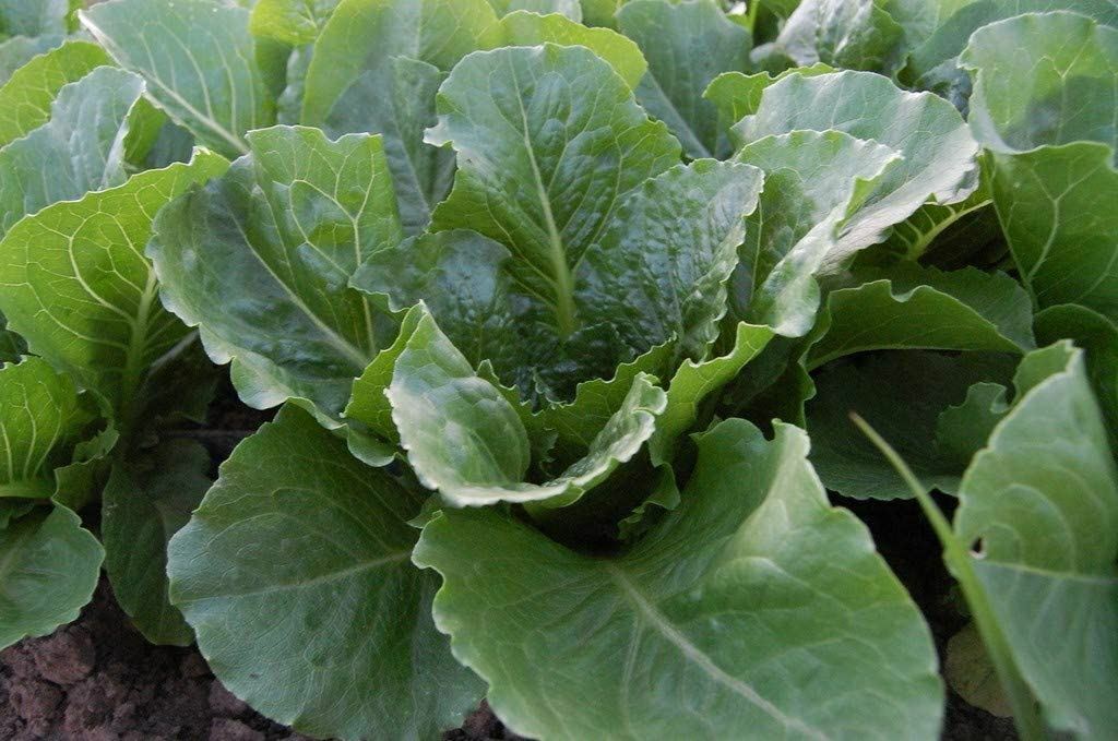 Lettuce Seeds, Parris Island Romaine Lettuce Seeds ,”COOL BEANS N SPROUTS” Bran
