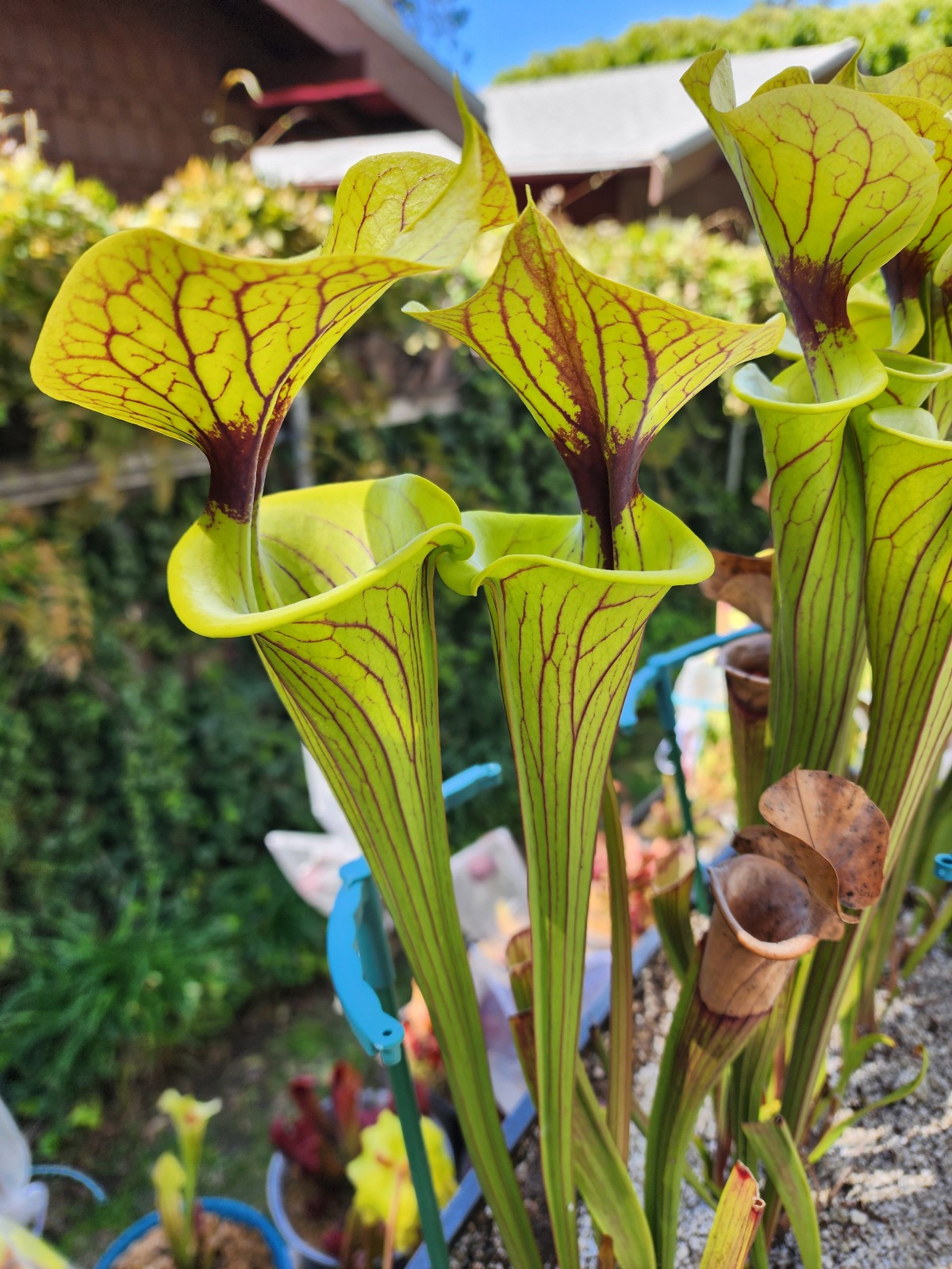2025 SARRACENIA SEEDS: FLAVA ORNATA SELECT X FLAVA ORNATA BLACK VEINS [CP SEED]