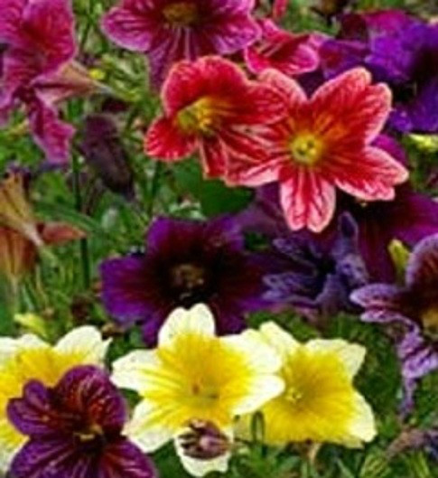 Painted Tongue Seeds 500 Flower Seeds (Salpiglossis) Flower Seeds