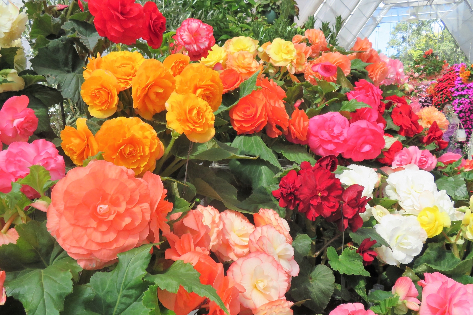 30 MIXED DOUBLE BEGONIA Tuberosa Tuberous Begonia Red Pink + Shade Flower Seeds
