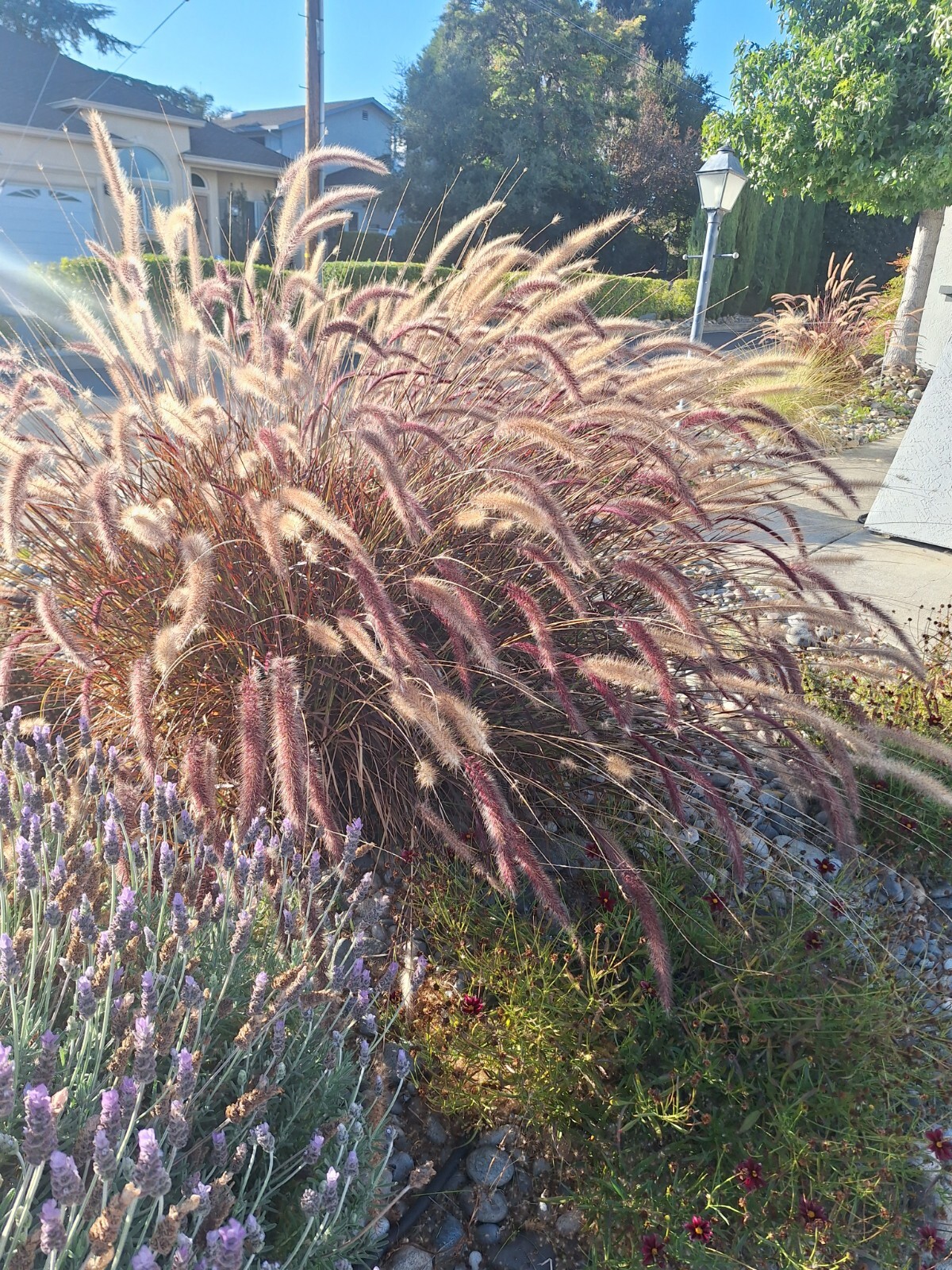 50 PURPLE FOUNTAIN GRASS Ornamental Pennisetum Setaceum Dark Burgundy Flower See