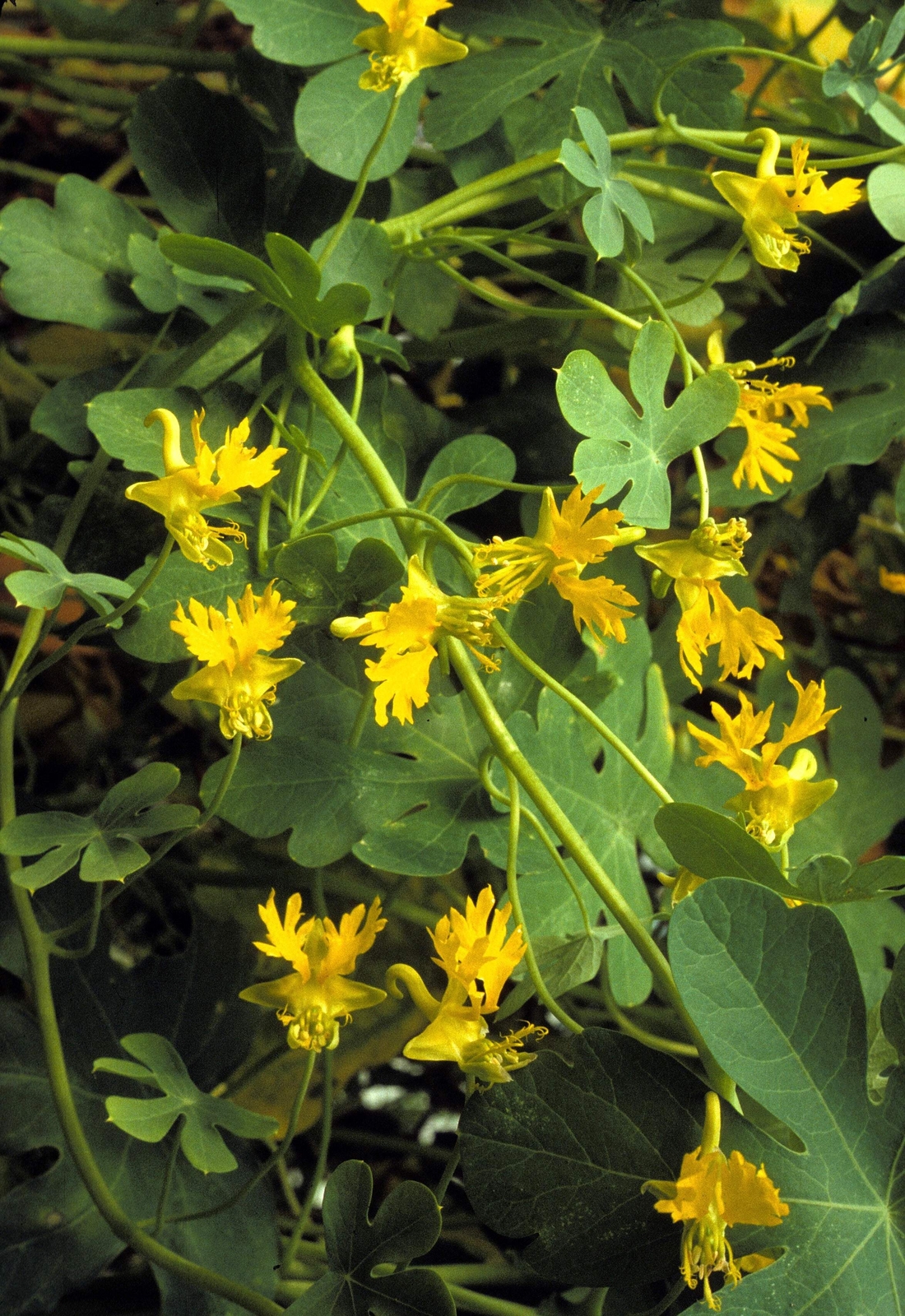 10 CANARY CREEPER NASTURTIUM Vine Tropaeolum Peregrinum Yellow Bird Flower Seeds