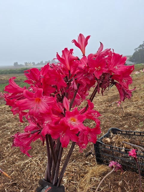 1 Amaryllis Belladonna RED Hybrid ~ Large Bulb bloomed 2021- not Hippeastrum