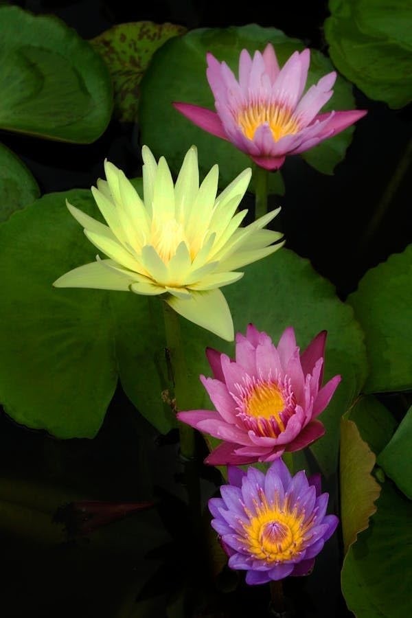High Germination Mini Lotus Seeds – 160+ Non-GMO Aquatic Plants for All Spaces