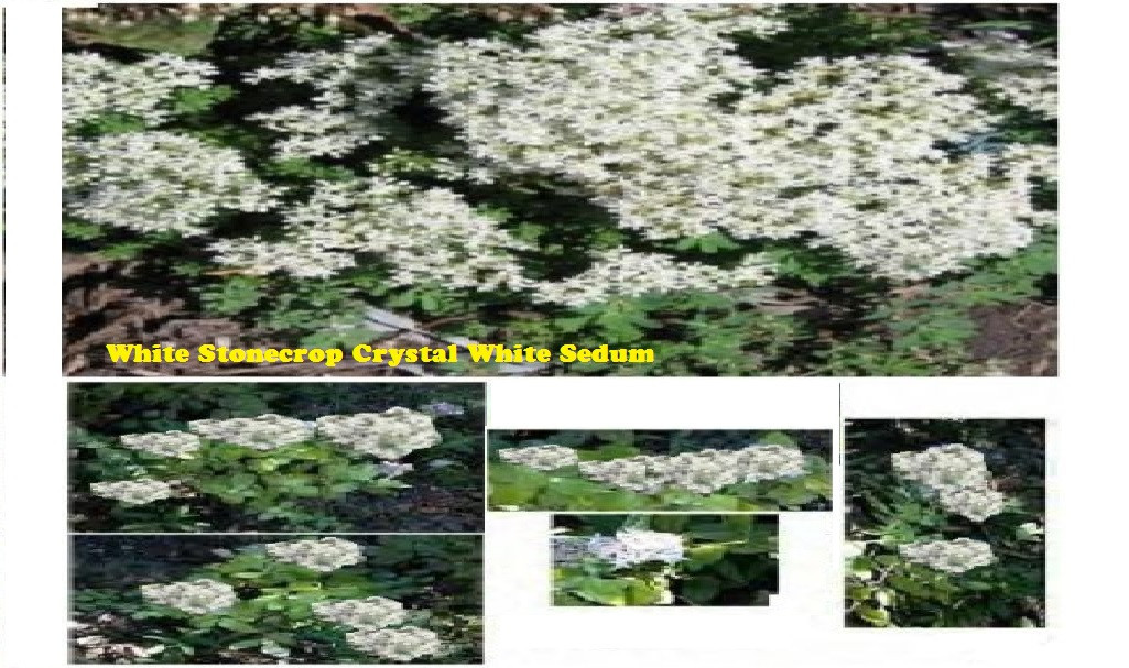 White Pink Crystal Sedum Stone Crop Perennial Flower 100 Seeds USA Seller