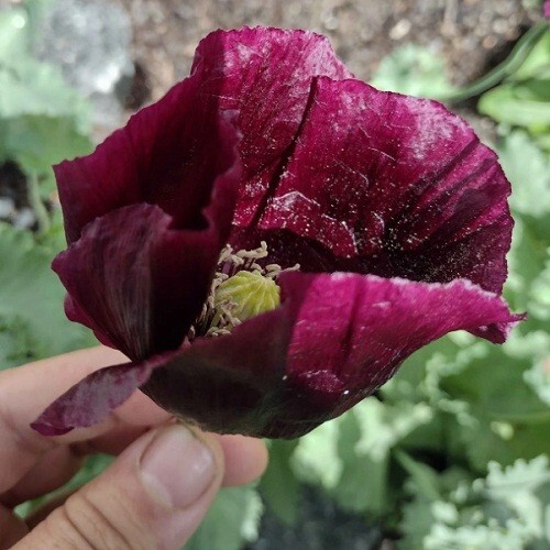 2,500 Authentic, Organic After Midnight P. Somniferum Poppy Seeds for Planting