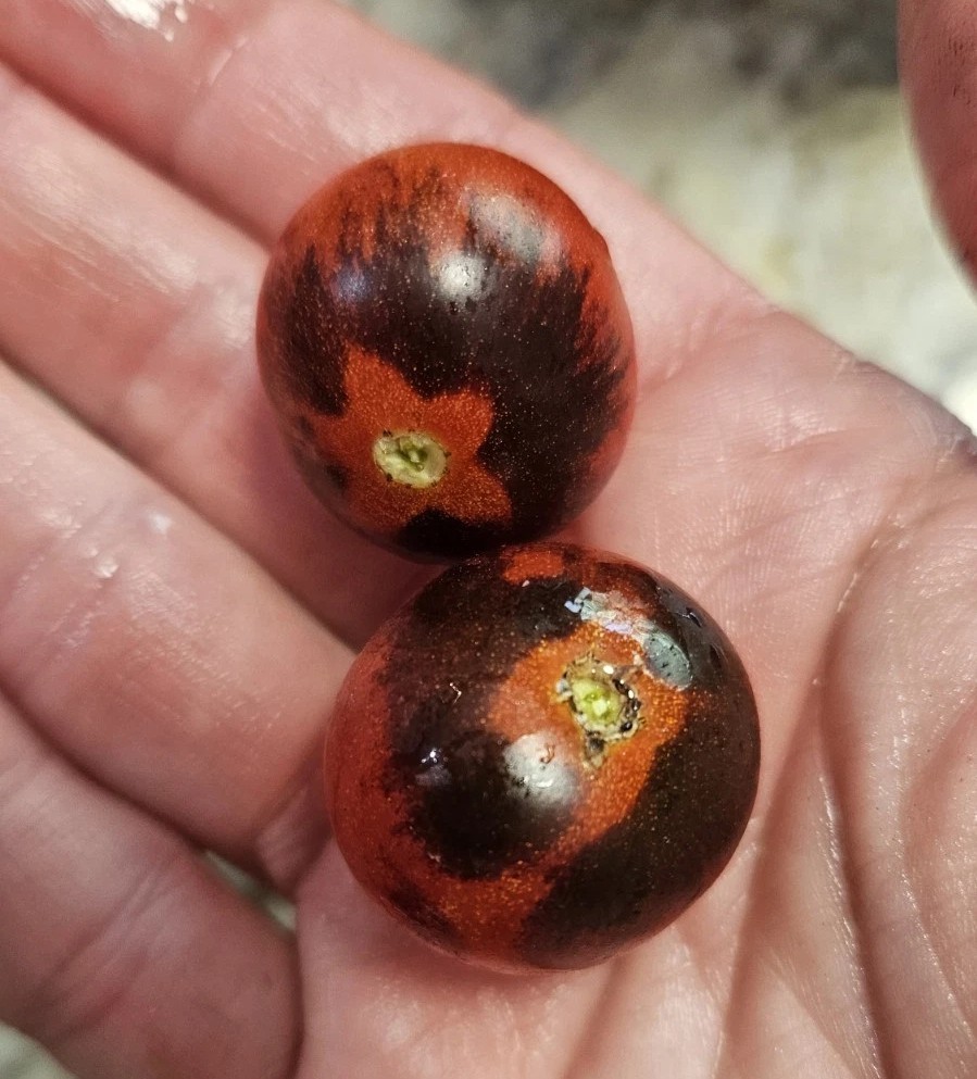 Midnight Snack Cherry Tomato Seeds (30) / Florida Grown / Rare
