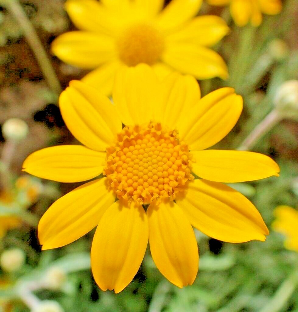 301+OREGON SUNSHINE Seeds Wooley Sunflower Native Wildflower Drought Poor Soils