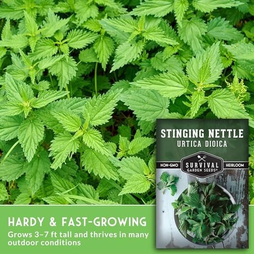 Stinging Nettle Seeds – Medicinal Herb & Edible Perennial for Tea & Cooking – No