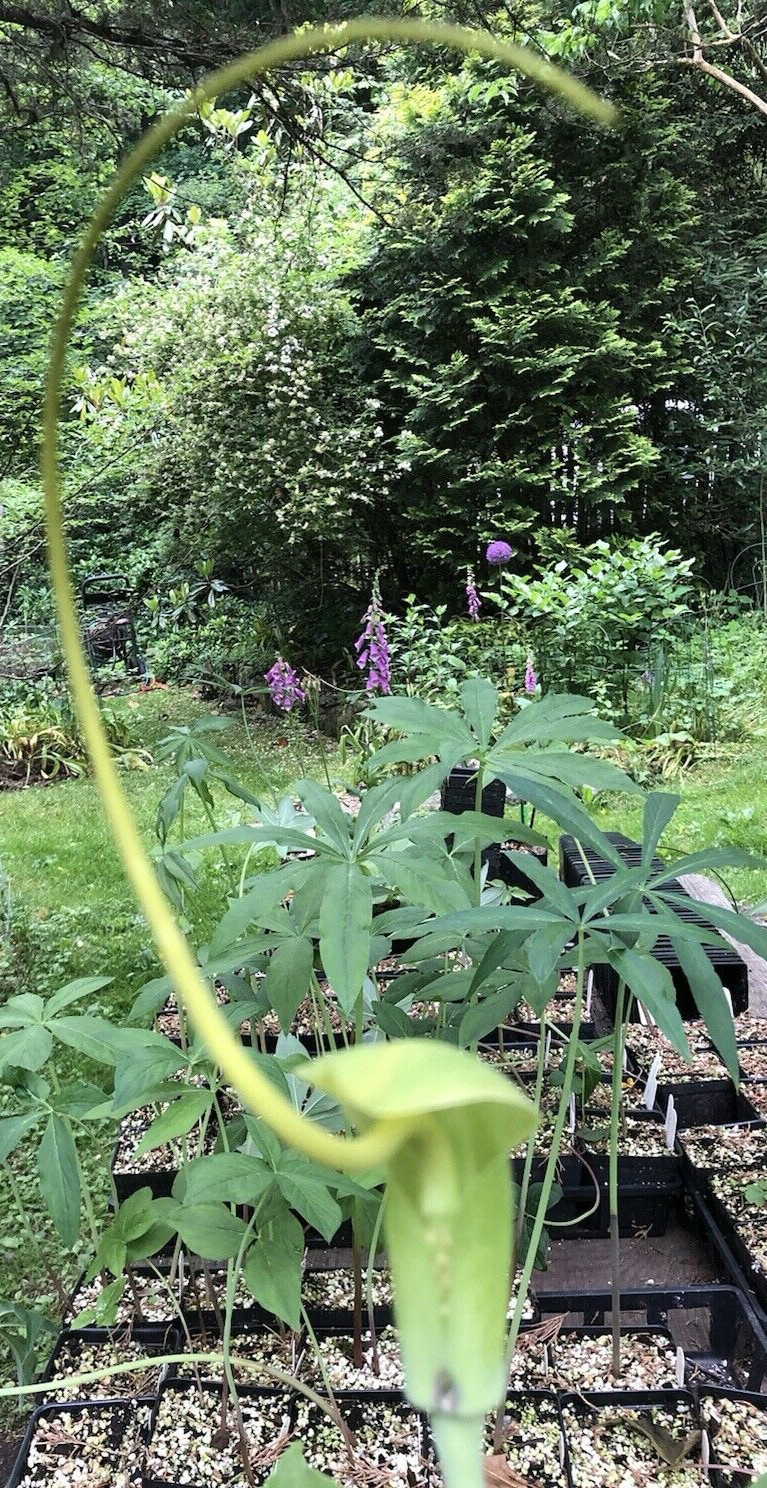 25 ARISAEMA HETEROPHYLLUM Seeds -Dancing Crane Cobra Lily