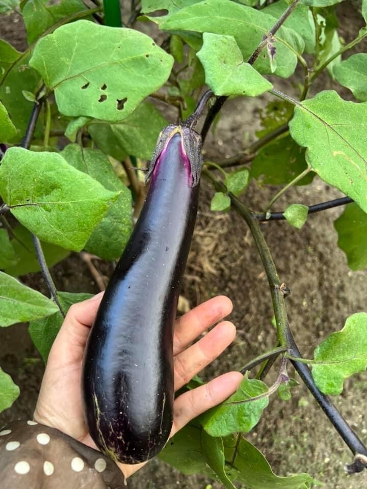 50+ PCS LONG PURPLE EGGPLANT SEEDS, HẠT CÀ TÍM DÀI, 紫茄子, 보라색 가지