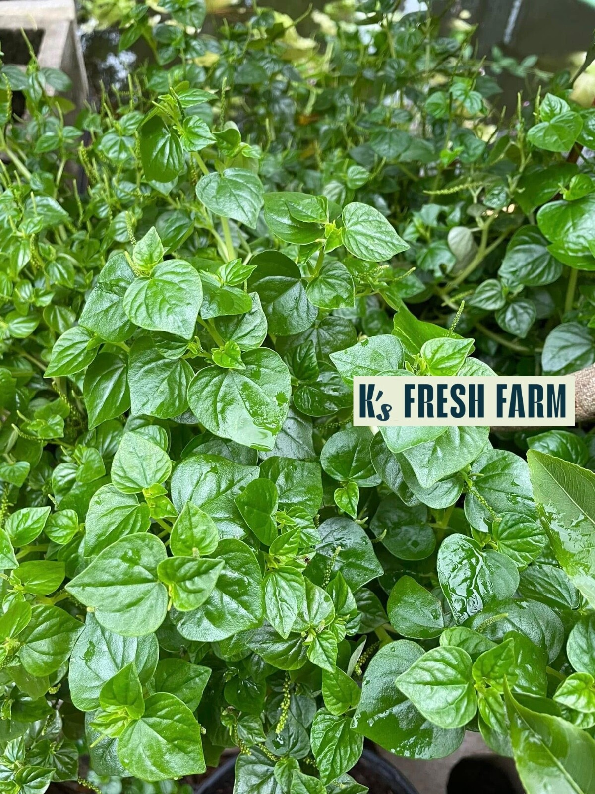 (1000+ PCS) CRAB CLAW ,PEPEROMIA PELLUCIDA SEEDS, HẠT RAU CÀNG CUA