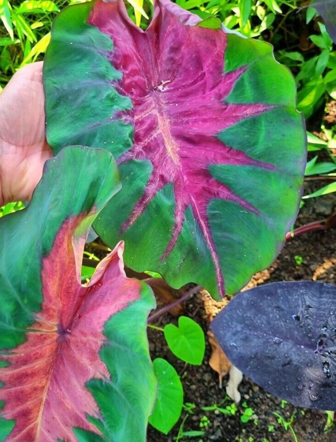 AUTHENTIC Colocasia Night Devil 1 bulbs